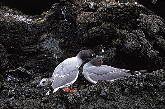 尾巴,海鸥,燕尾鸥,一对,求爱,行为,加拉帕戈斯群岛