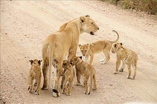雌狮,狮子,塞伦盖蒂国家公园,坦桑尼亚,非洲