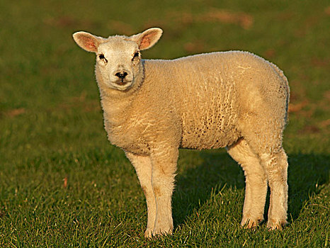 特塞尔,绵羊,羊羔