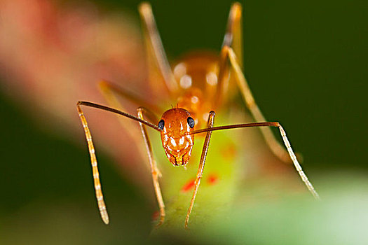黄色,疯狂,蚂蚁,保护,红色,鳞片,昆虫,圣诞节,岛屿,国家公园,澳大利亚