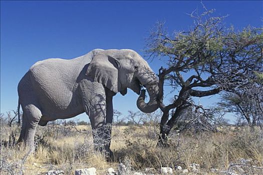 纳米比亚,埃托沙国家公园,大象,吃,刺槐,叶子,非洲象