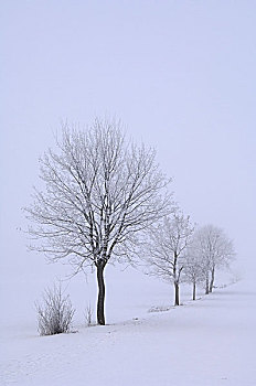 冬季风景,白杨,欧洲山杨,风景,树,排,植物,无叶,冬天,积雪,无人,安静,孤单,自然,寒冷,留白