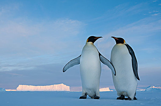 帝企鹅,湾,东方,南极