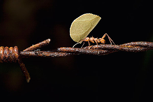 切叶蚁,刺铁丝网,哥斯达黎加