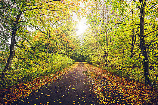 秋日风光,树林,秋色,靠近,小路,漂亮,秋天