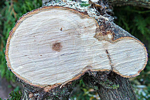 树,光盘,柳树,横断面,树干