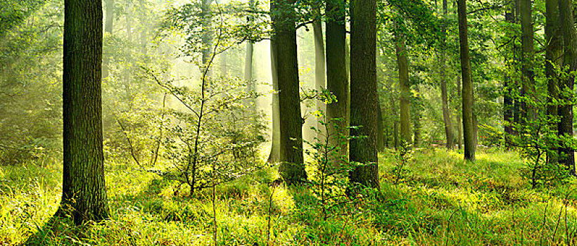 橡木,洪水,亮光,树林,靠近,科维亚弗特,萨克森安哈尔特,德国