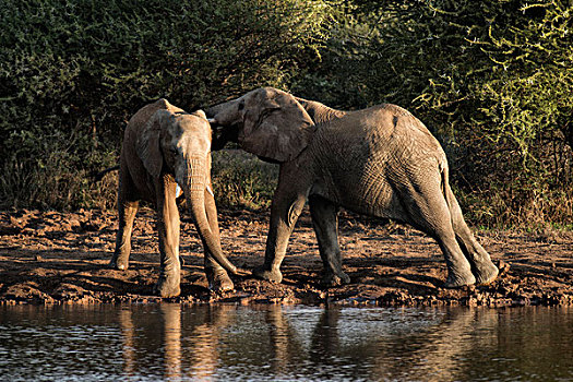玩耍,大象,水潭,禁猎区,西北省,南非