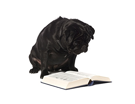 狗,读,书本