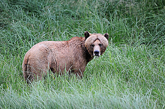 棕熊,熊,成年,女性,莎草,草,不列颠哥伦比亚省,加拿大