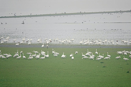 洞庭湖现,湿地草原,数千只天鹅表演,踏青赏春