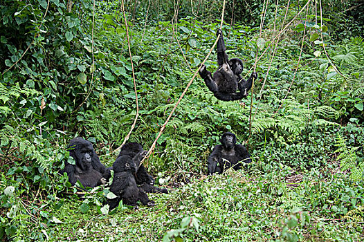 山地大猩猩,大猩猩,幼小,玩,蔓藤,靠近,家庭,国家,卢旺达
