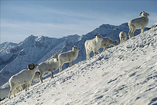 野大白羊,白大角羊,眷群,阿拉斯加