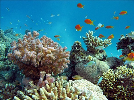 珊瑚礁,异域风情,鱼,仰视,热带,海洋
