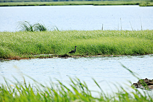 中国最美湿地,千鸟湖湿地