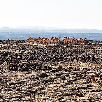 达纳基勒,埃塞俄比亚,非洲,陆地,石头,沙漠,骆驼,驼队,留白