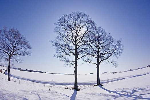 树,逆光,雪原