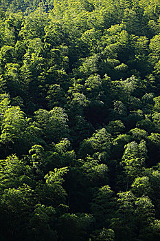 山,竹林,植被