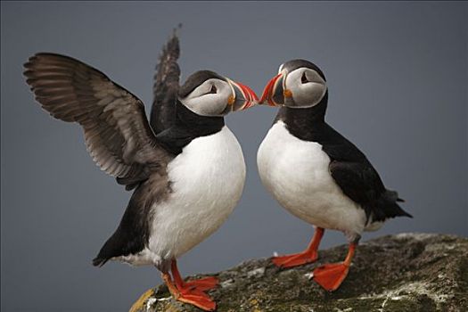 大西洋角嘴海雀,北极,展示,边缘,悬崖,西部,峡湾,冰岛