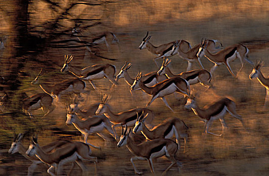 跳羚,逃离,沙丘,卡拉哈迪大羚羊国家公园,卡拉哈里沙漠,南非,非洲