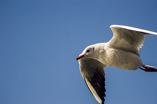 空中飞翔的海鸥