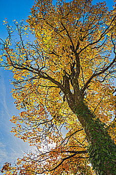 黄色,叶子,枫树,繁茂,普通,常春藤,秋天,巴伐利亚,德国,欧洲