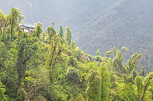 树林,小屋,安娜普纳地区,尼泊尔,亚洲