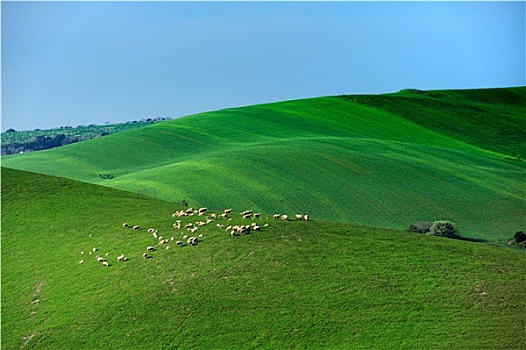 绵羊,乡村