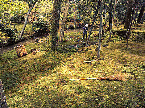 苔藓,花园,京都