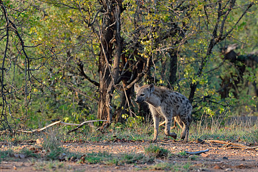 斑鬣狗,走,木头,克鲁格国家公园,南非,非洲