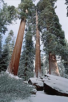 巨杉,树,灰尘,雪,国家公园,加利福尼亚