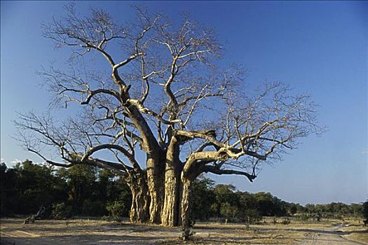 猴面包树,国家公园,津巴布韦