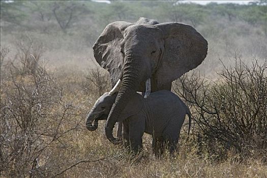 非洲象,母亲,萨布鲁国家公园,肯尼亚