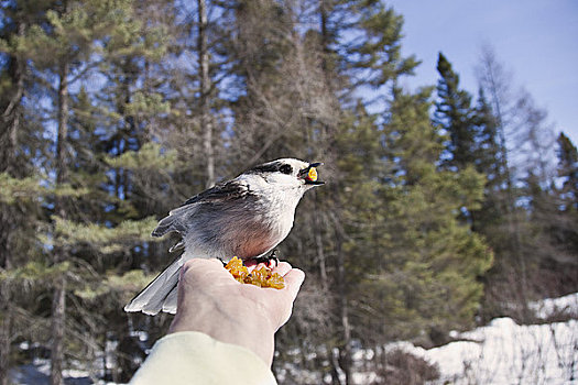 灰色,鸟类,吃,葡萄干,手,阿尔冈金省立公园,安大略省,加拿大