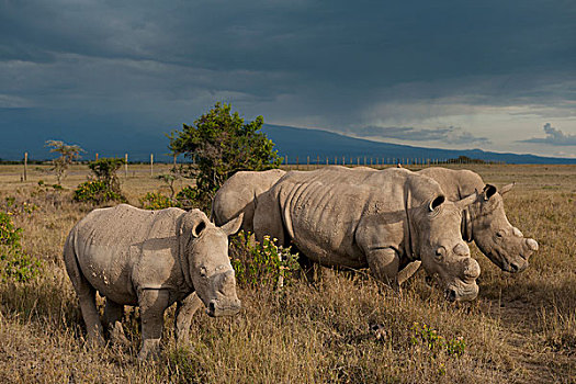 肯尼亚,南方,白色,犀牛