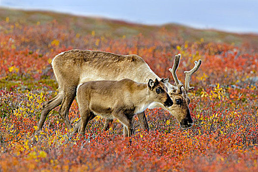 北美驯鹿,母兽,驯鹿属,幼兽,秋天,苔原,冬天,迁徙,中心,加拿大西北地区