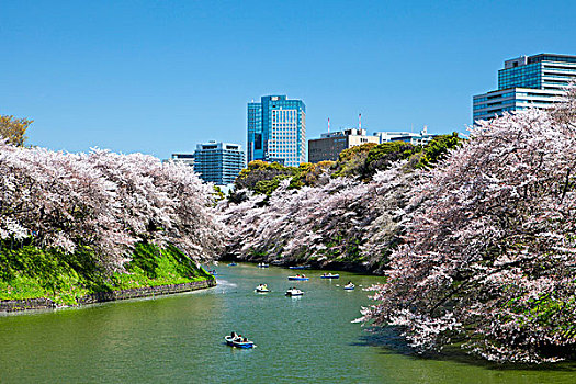 日本,樱花,市区,东京
