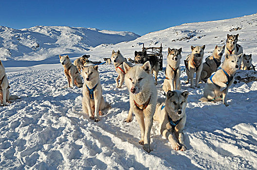 狗拉雪橇,旅游,伊路利萨特冰湾,格陵兰,北极,北美
