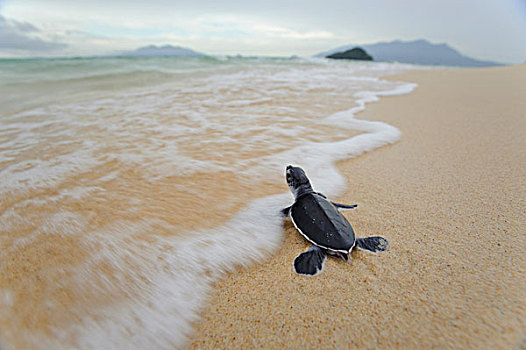 绿海龟,龟类,孵化动物,海洋,国家公园,沙捞越,婆罗洲,马来西亚
