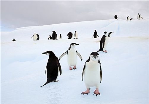 帽带企鹅,南极企鹅,群,聚集,冰山,南设得兰群岛,南极