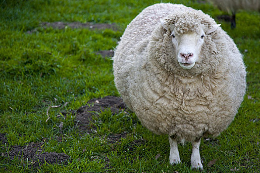 肖像,绵羊