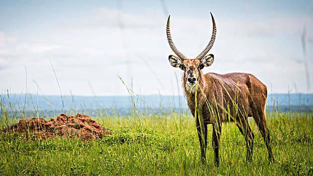 羚羊,秋天,国家公园,乌干达