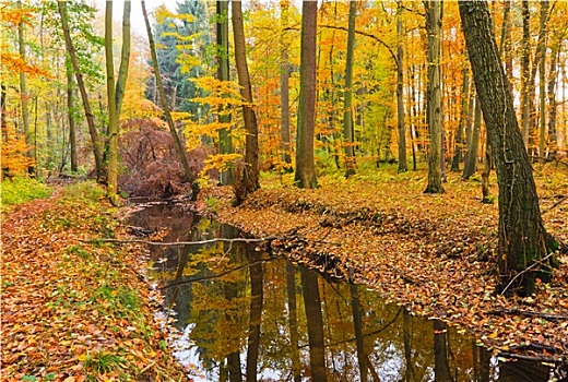 木质,河,秋日树林