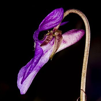 花,紫罗兰