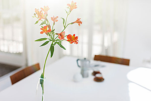 花,特写,花瓶,餐厅,桌子