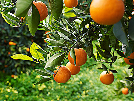 橘树,哥斯达黎加,西班牙,欧洲