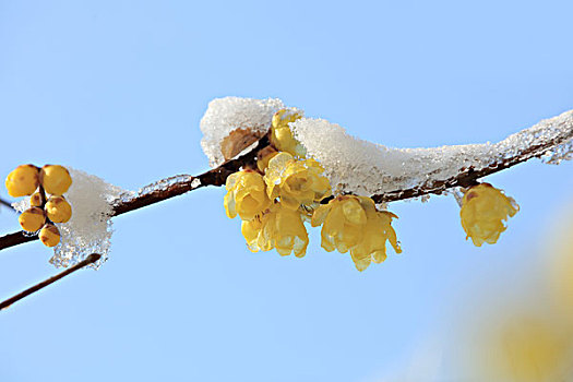 腊梅,冬雪