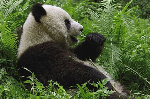 大熊猫,卧龙,中国,研究中心,卧龙自然保护区,四川