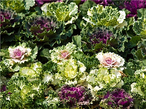 紫罗兰,花,卷心菜,自然