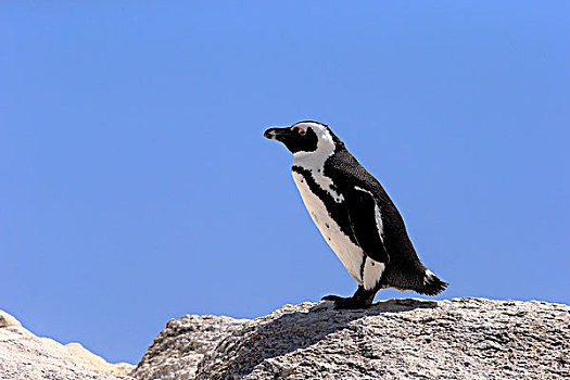 非洲企鹅,成年,岩石上,漂石,海滩,城镇,西海角,南非,非洲